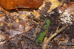 Eciton burchellii foreli