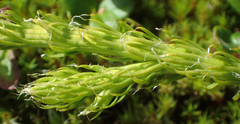 Lycopodiales