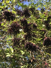 Sambucus nigra