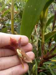 Maxillaria schlimii
