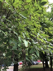 Laburnum × watereri