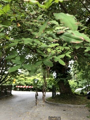 Laburnum × watereri