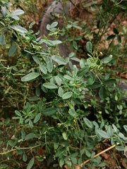 Magnoliopsida