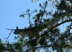 Sciurus aberti kaibabensis