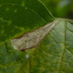 Phyllonorycter celtisella