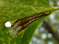Phyllonorycter celtisella