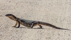 Varanus albigularis