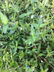 Diodia virginiana image