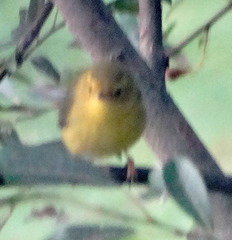 Cardellina canadensis