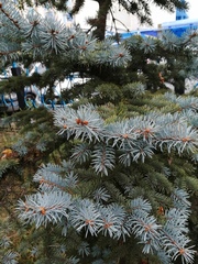 Picea pungens