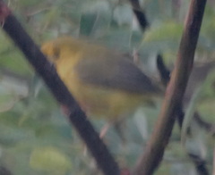 Cardellina canadensis