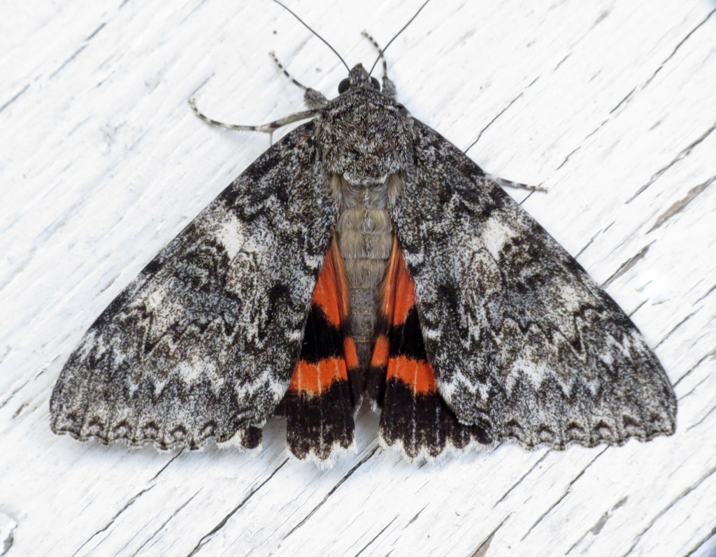 Once-married Underwing