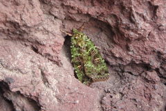 Anaplectoides virens