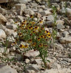 Helenium elegans
