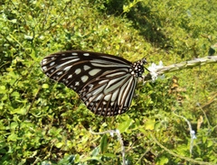 Parantica aglea