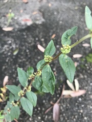 Euphorbia hirta image