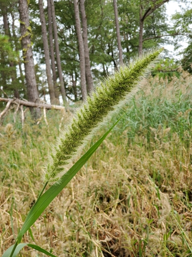 Image of Setaria magna by (c) Tom Field, some rights reserved (CC BY)