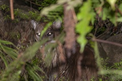 Puma concolor image