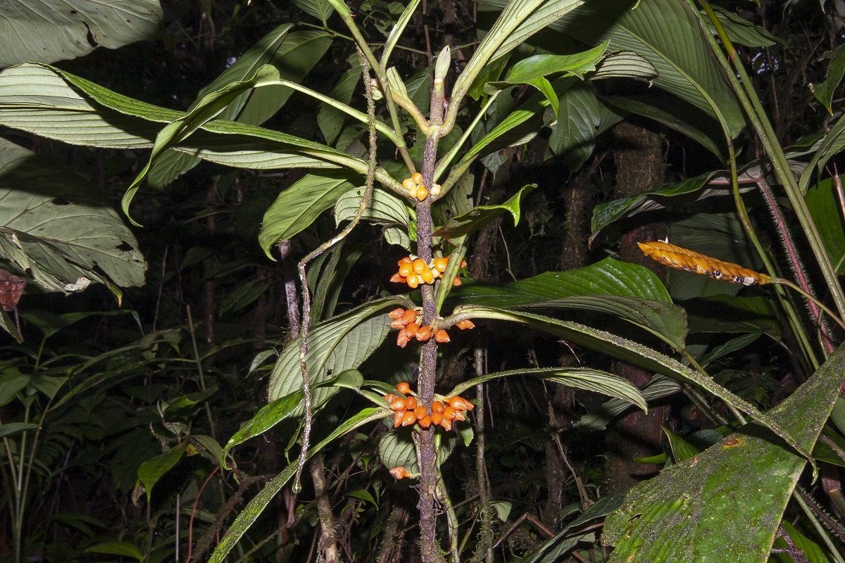 Besleria robusta