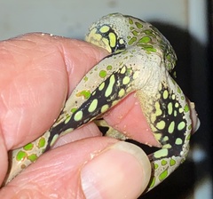 Ranoidea cyclorhynchus