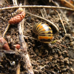 Glomeris pulchra