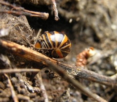 Glomeris pulchra
