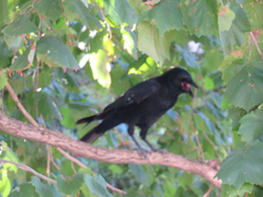 Corvus corone corone