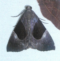 Image of Hypena gaudialis