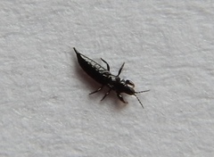 Amynothrips andersoni