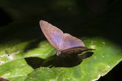Amiga arnaca