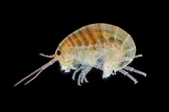 Chiltonorchestia pusilla