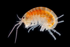 Chiltonorchestia pusilla