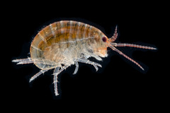 Chiltonorchestia pusilla