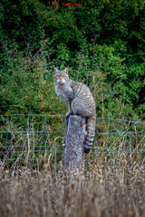 Wildcat photo 3