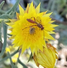 Labeninae