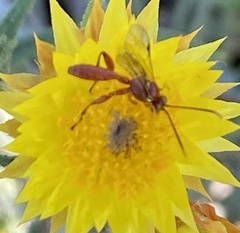Labeninae