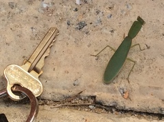 Orthodera ministralis