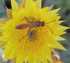 Labeninae