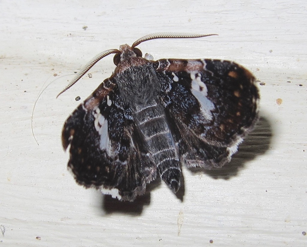 Pseudogerespa