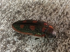 Stigmodera cancellata