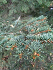 Picea pungens