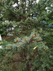 Picea pungens