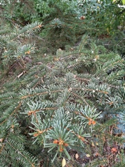 Picea pungens