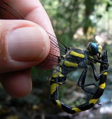 Cordulegaster insignis