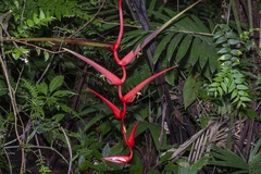 Heliconia trichocarpa