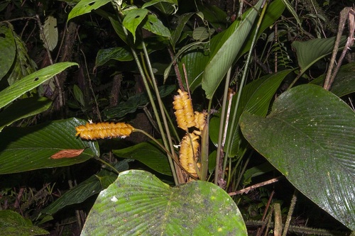 Rattlesnake plant (Calathea crotalifera)