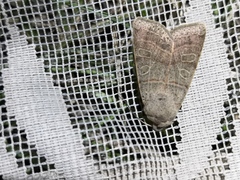 Agrochola humilis