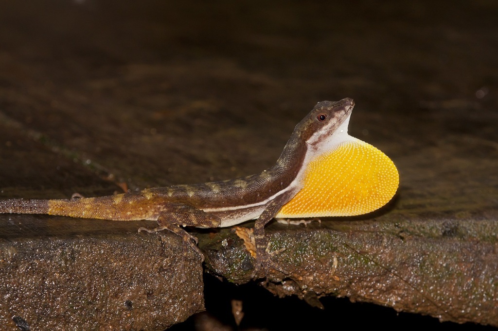 Stream Anole