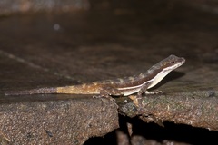 Anolis oxylophus