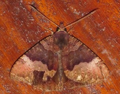 Coronidia leachi